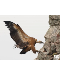 گونه کرکس Eurasian Griffon Vulture